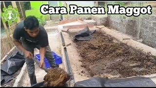 300 kg sehari panen oleh 1 ORANG, cara panen manual MAGGOT yang EFISIEN