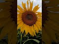 #shorts #youtube #youtubeshorts #reels #flowers #sunflower #honeybee #love #scenery #farm