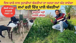 (part 19) ਘੱਟ ਖਰਚੇ ਵਿੱਚ ਬੱਕਰੀਆਂ ਕਿਵੇਂ ਪਾਲ ਸਕਦੇ ਹਾਂ? । goat | goats । #goat #goats #goatfarming