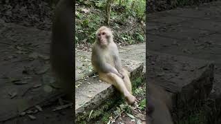 Cute and Funny Monkey - Videos  😂🤣#shorts#trending#youtubeshorts