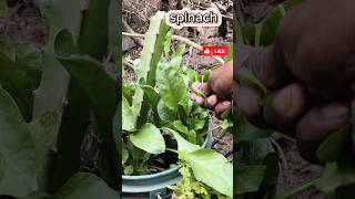 #টবে দুই রকম চাষ #viral#gardening #veadio