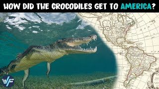 How Did the Crocodiles Get to America?