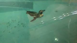 【朗報】ペンギンさん泳ぐ姿がカワイイ♡（王子動物園）[Good news] The penguins swim in a cute bowl (Oji Zoo)