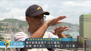 20190603 公視手語新聞 叉尾雨燕空中交配 基隆嶼直擊畫面