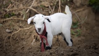 Goats! Chickens! Cows!