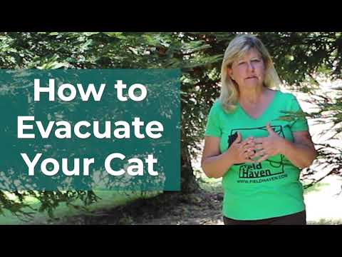 How do I evacuate my cat?