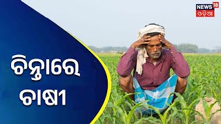 Odisha Weather Updates | ନବରଙ୍ଗପୁରରେ ଜାରି ରହିଛି ଲଘୁଚାପ ବର୍ଷା , ଚାଷ ଉପରେ କେମିତି ପଡିବ ପ୍ରଭାବ ?