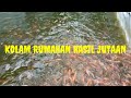 BUDIDAYA IKAN NILA RUMAHAN DENGAN KOLAM SANGAT SEDERHANA SEKALI HASIL JUTAAN