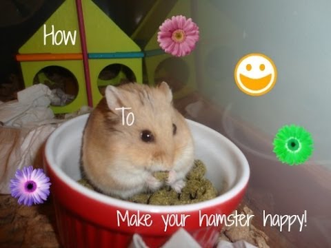 10 ways to make your hamster happy! 10 ways to make your hamster happy!
