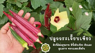 [EP:186] ปลูกกระเจี๊ยบเขียวจากเมล็ด(Okra) ปลูกผักกินเอง