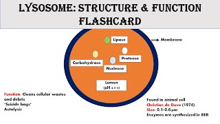 Lysosome | Structure | Function | Learn smart learn fast