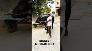 Biggest murrah #bull #shorts #short #shortvideo #murrah