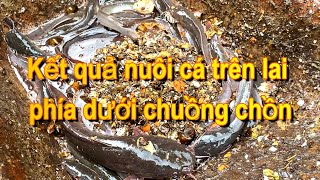 Kết quả nuôi cá trê lai phía dưới chuồng chồn| Vượt ngoài mong đợi.