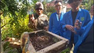 AGROFORESTRI SILVOPASTURA || KAMPAR || 2024