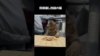 【猫動画】将棋崩しがプロすぎるんだがｗｗｗ #shorts #将棋 #trending