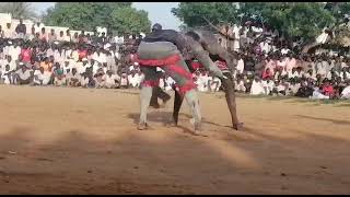 مصارعة سودانية  اويلو و المشتركة