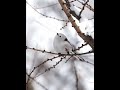 4k 雪の妖精シマエナガ　longtailedtit shorts