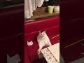 old cat sits in stall like a human viralhog