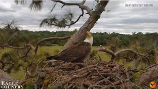 3/21/2021.. Eagle Country ~ Shep Is Back ,But For How Long