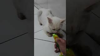 Senang sekali ngemil ini kucing, padahal lagi diperiksa #shorts #short #shortvideo