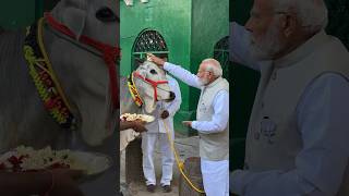 PM Modi seeks the blessings of Gau Mata at Sri Raja Rajeshwara Swamy Devasthanam in Telangana