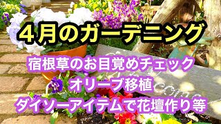 【ガーデニングを楽しもう！】冬越し株とダイソーアイテムを使って花壇を作りました。その他、庭の花々のお手入れやオリーブの移植、宿根草の現状チェックなど庭作業をまとめた動画です。#ガーデニング