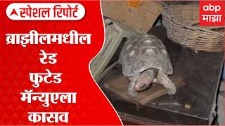 Red-footed Manuela Turtle: ब्राझीलमधील रेड फुटेड मॅन्युएला कासव ABP Majha