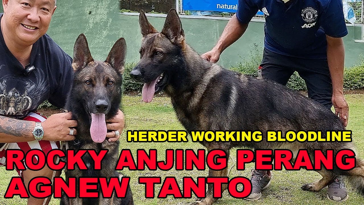 ROCKY ANJING PERANG AGNEW TANTO - HERDER WORKING LINE - RAJA HERDER SE ...