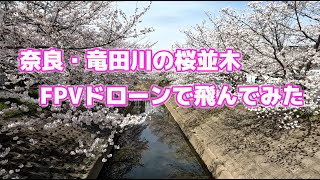 【ドローン空撮】マイクロドローンで竜田川の桜並木を飛んでみた