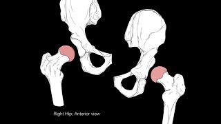 Hip joint structure and actions