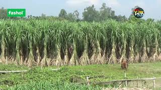 নওগাঁয় বাড়ছে ৫২৭ জাতের আখ চাষ || Krishi News || Fashol || Sugarcane cultivation || Deepto TV