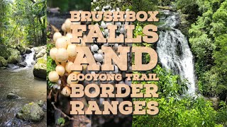 Brushbox Falls and The Booyong Trail.