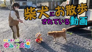 柴犬にお散歩されている動画