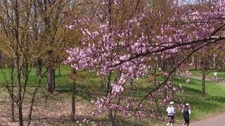 真駒内公園の春２０１３✿Sapporo