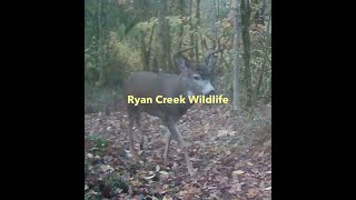 Ryan Creek Wildlife February 2025