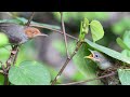 ashy tailorbird