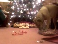 crazy dog opens present