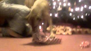 crazy dog opens present