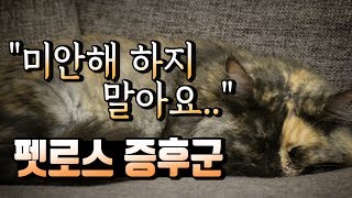 내 작은 고양이와의 이별 '펫로스'