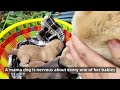 dog mom leads me to see her puppies discovers a hidden litter rescues and brings them all home