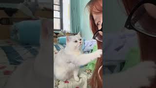 小狗猫萌宠出道计划 没有一口猫粮是白吃的 猫咪的迷惑行为