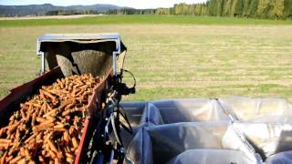 ASA-LIFT Carrot harvesting witt Asa-lift df 200 Norway 2