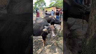 গরু guru cow goru amba hamba cow videos gorur video guru guru goro guru tiktok গরুর ভিডিও golu#viral