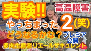 【多肉植物】【ガーデニング】実験‼️高温障害の苗を3パターン試す🎵2021年6月26日