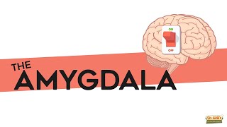 What is the amygdala?