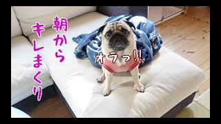 今日も朝からキレッキレの激オコからのダバダで大忙しのパグ犬ぷぅPug