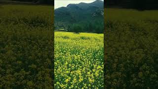 Beautiful brassica flowers in farming field #nature #youtubeshorts #viral #beautifulnature #flowers