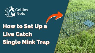 How to Set Up a Live Catch Single Mink Trap | Collins Nets