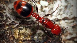 ザ・アンツ（TheAnts）で橙品質特化アリのクリムゾンヒメアリ（Monomorium sp.）の欠片を150個集めて合成する瞬間！！初入手やったぜ。