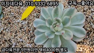 10월1일/순수마리아금,마릴린금,아메스트로금,명장금,행복이금,키메라금,골드에보니금,^^이쁜아가들보러오세요 ^^♡